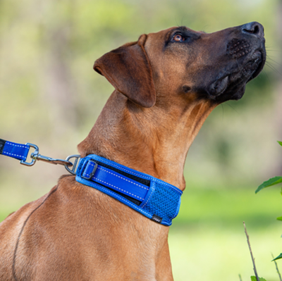 Rogz       Classic Collar Padded,   (,  3)