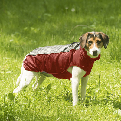 Dog Gone Smart   Hexagon jacket,    (,  4)