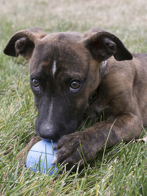 Kong Puppy Ball      , 6  (,  3)